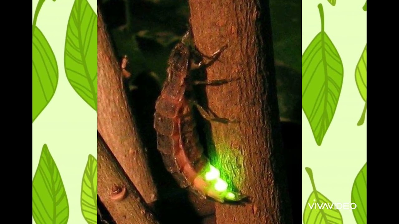 Презентація для дітей 