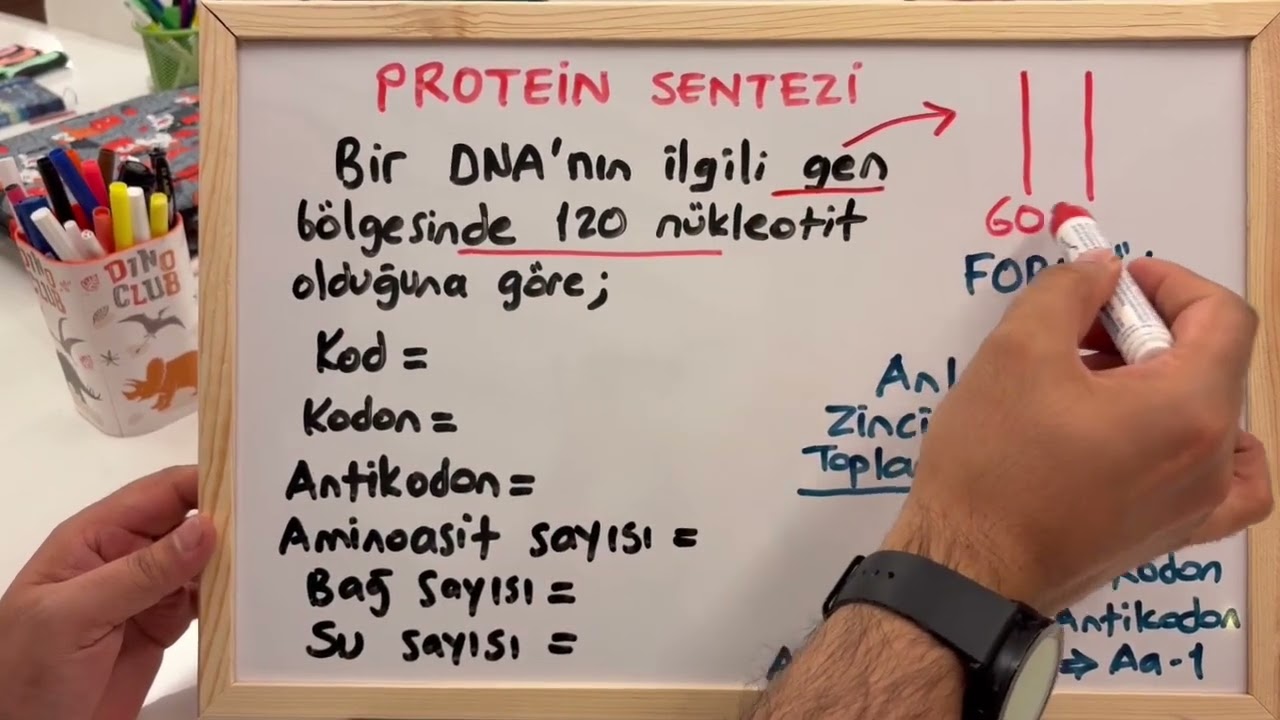 Protein sentezi/ 12.sınıf yazılıya hazırlık sorusu/mutlaka izle yazılı sınavında başarılı ol❤️