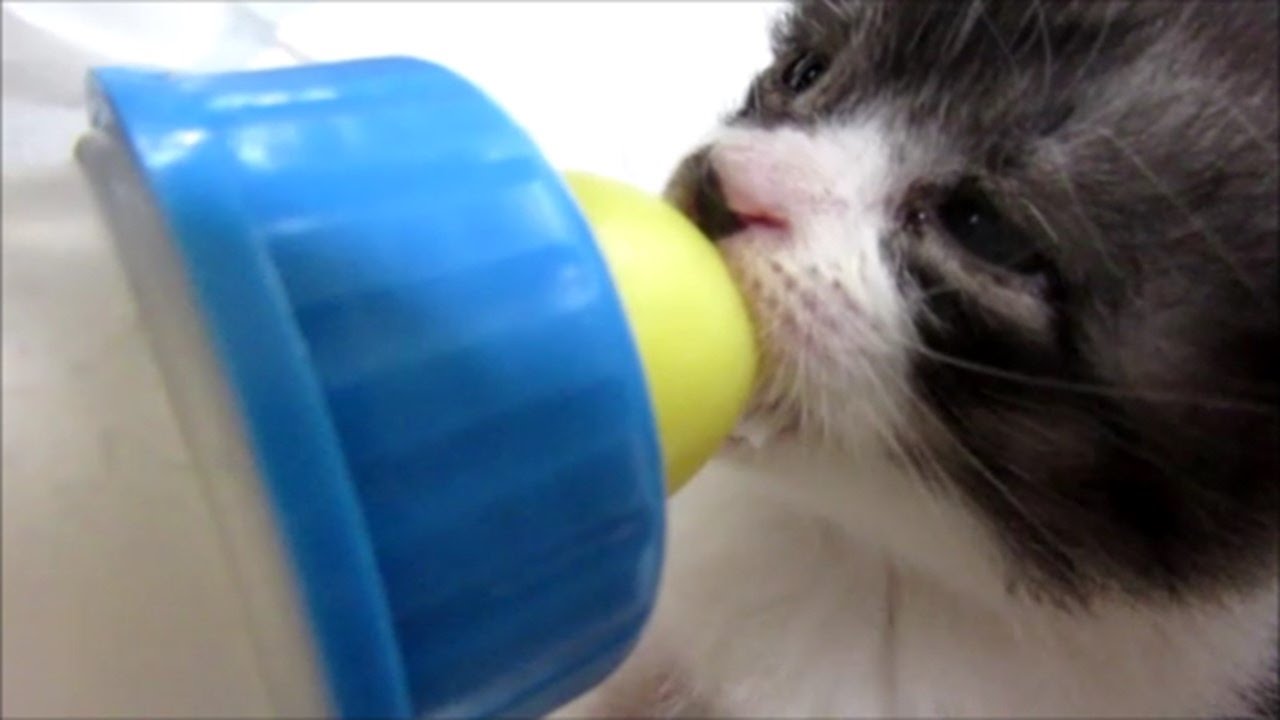子猫赤ちゃん保護　ミルクを飲む仕草が可愛すぎる
