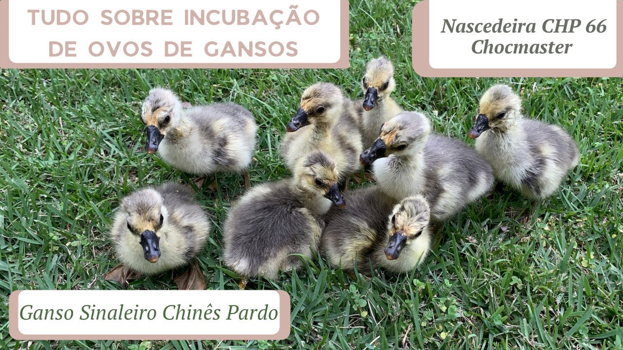 Veja todo o Processo de Incubação e Ovoscopia de Ovos de Gansos em uma Nascedeira CHP 66 Chocmaster