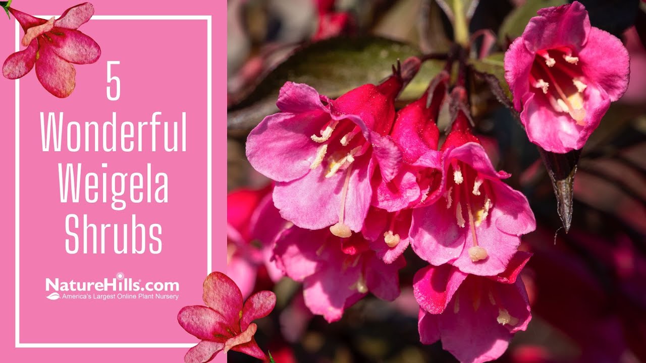 5 Wonderful Weigela Shrubs | Naturehills.com