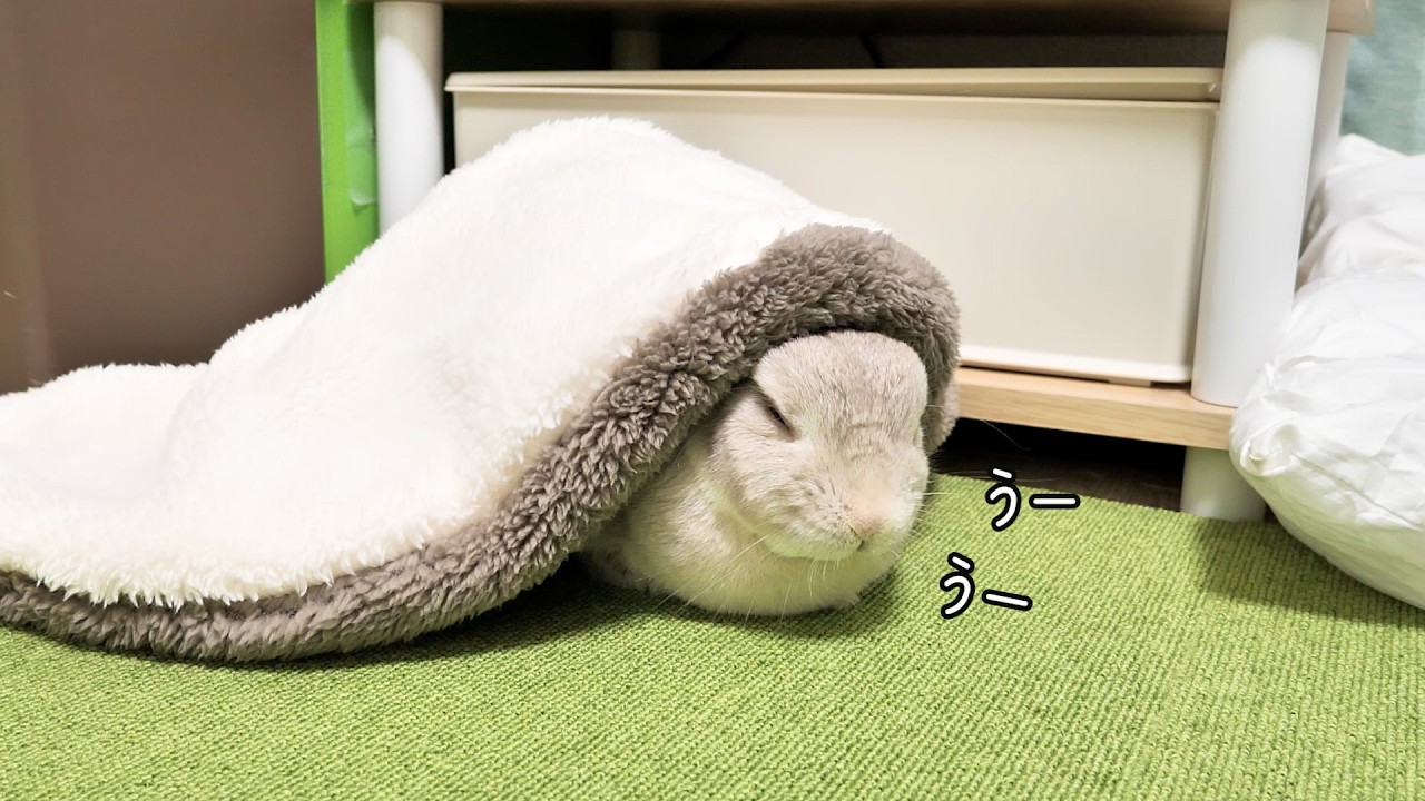 ブランケット被ったら気持ちよくなって声がもれちゃうウサギさんがかわいい