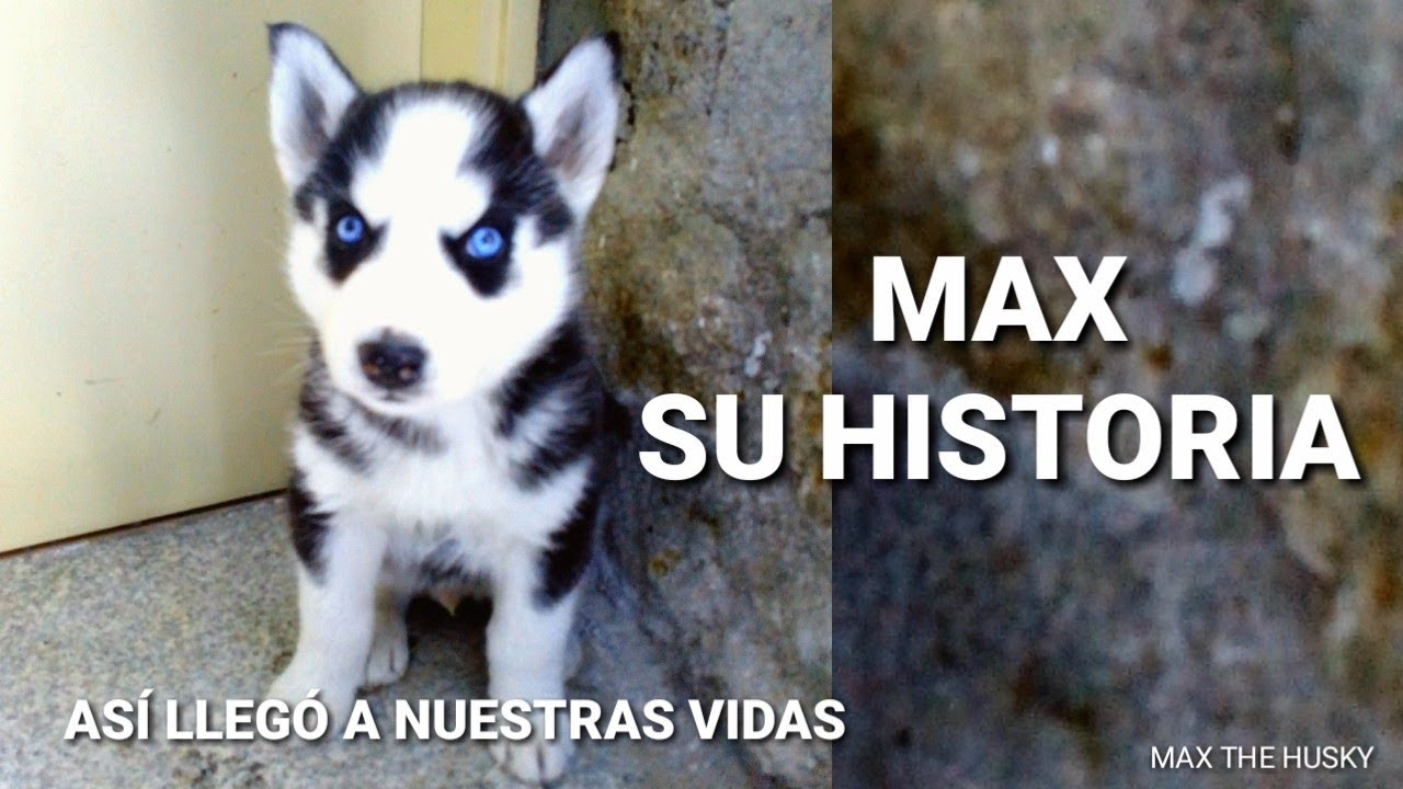 Max, su historia desde cachorro. Así llegó a nuestras vidas || Max the Husky el perro que habla