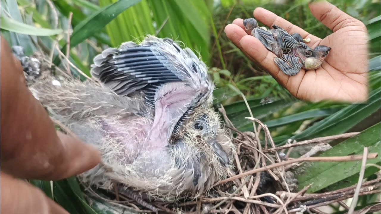 Kenapa malah burung burung ini yang sekarang lagi nyarang! Yang lain kemana😁