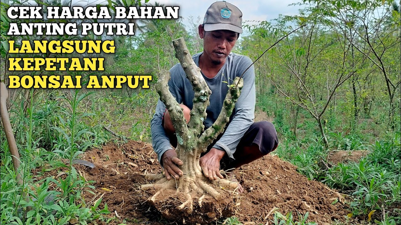 CEK HARGA BAHAN BONSAI ANTING PUTRI LANGSUNG KEPETANI JEMBER JAWA TIMUR INDONESIA