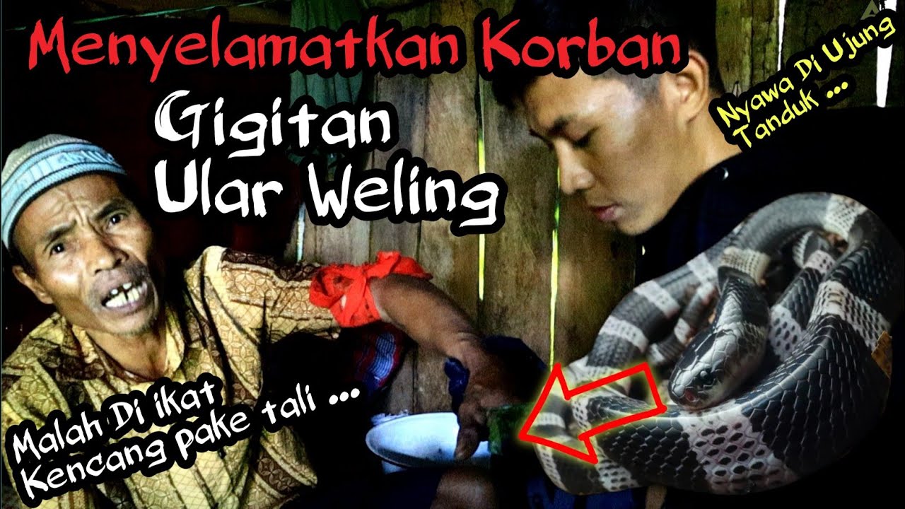 MENYELAMATKAN PETANI KORBAN GIGITAN ULAR WELING! TERNYATA ULAR WELINGNYA BERSARANG DIDALAM RUMAH