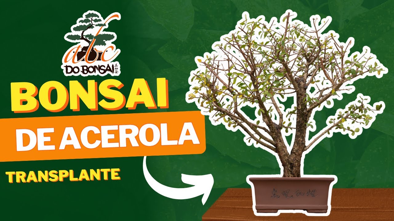 BONSAI DE ACEROLA 2   COMO FAZER