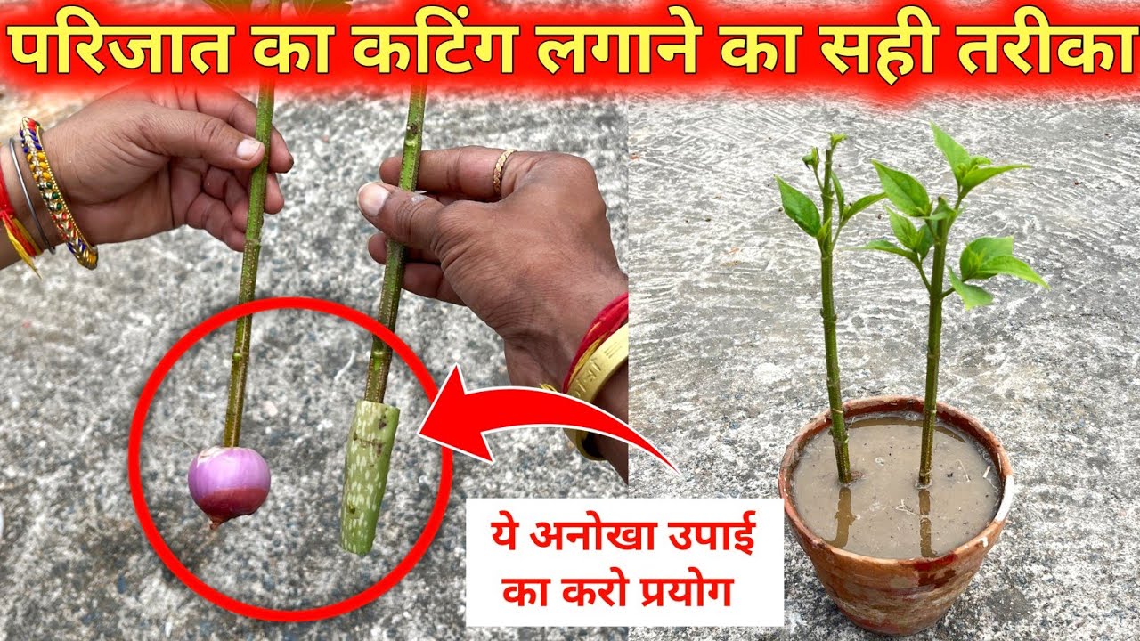 This is a unique way of planting Parijat cuttings. Know why we don't pluck the Parijat flower and...