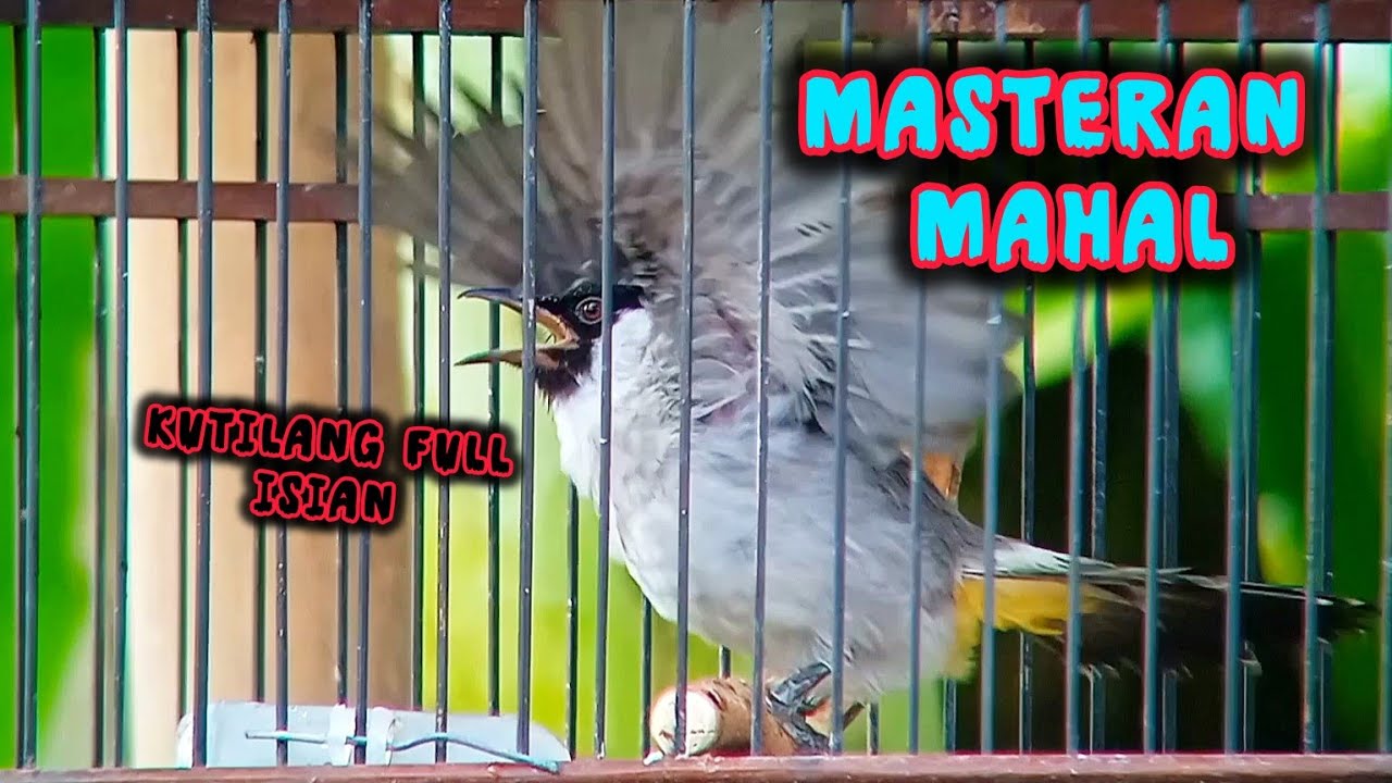 KICAUAN TERBAIK Kutilang Gacor Full Isian MEWAH ngerol panjang dengan irama lagu volume pedas 