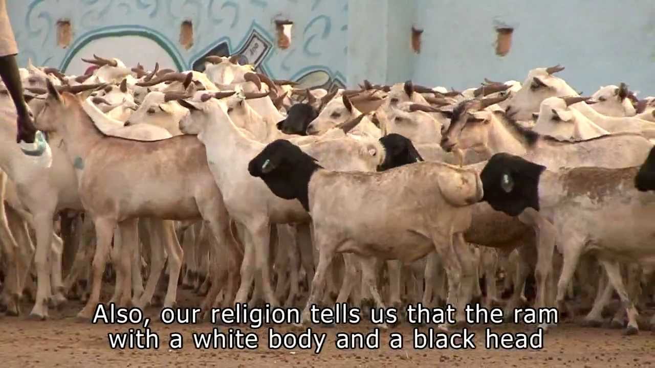 VSFG - The Leisom Project in Somalia