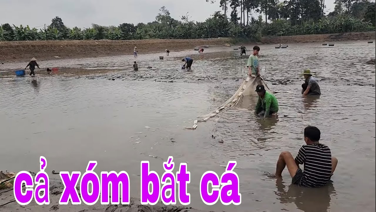 Tát Ao Khổng Lồ 2 Ngày 2 Đêm Kéo Hết Bà Con Đến Bắt Cá Tôm Mà Không Hết # SĂN BẮT ĐỒNG THÁP #