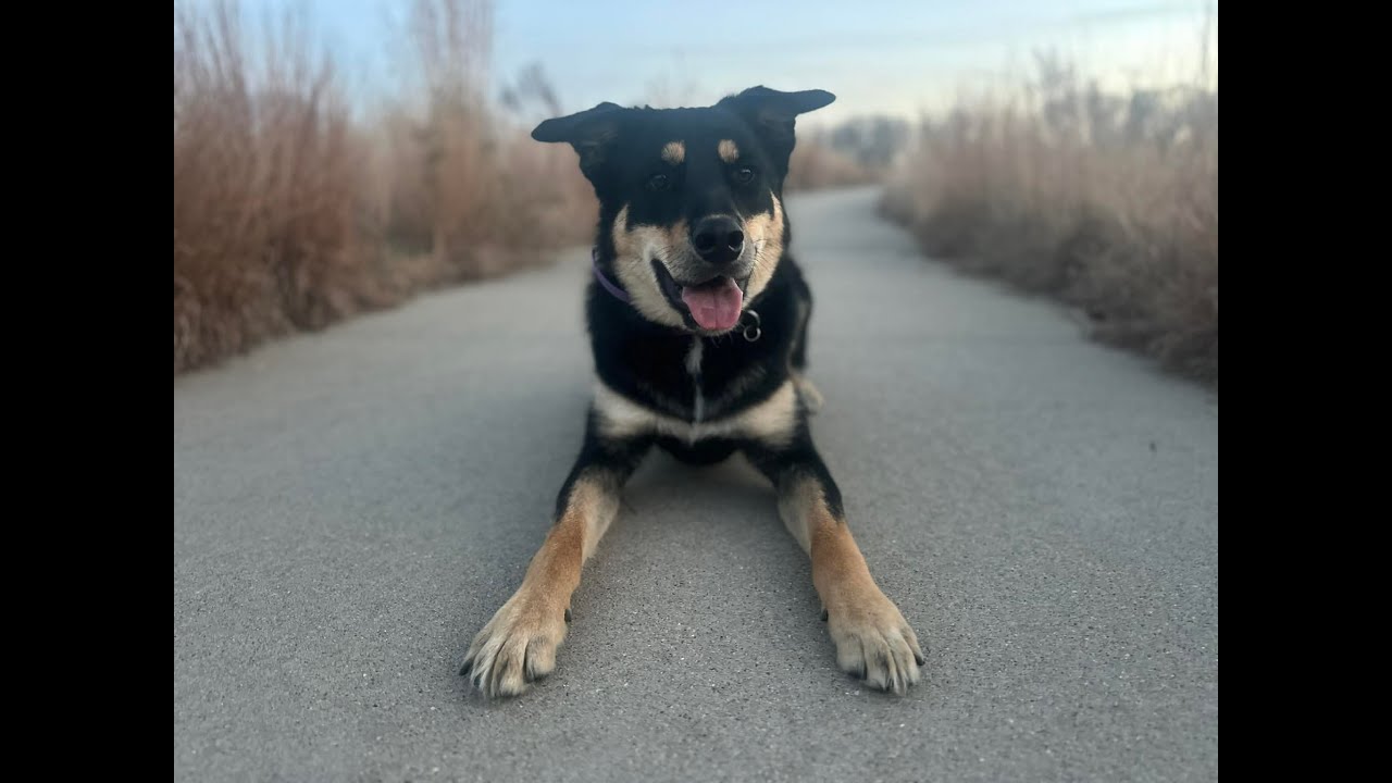 Callie - 1.5 Year Old Rottweiler Mix - Dog Training Omaha Nebraska, Off Leash Reliable Dog Training