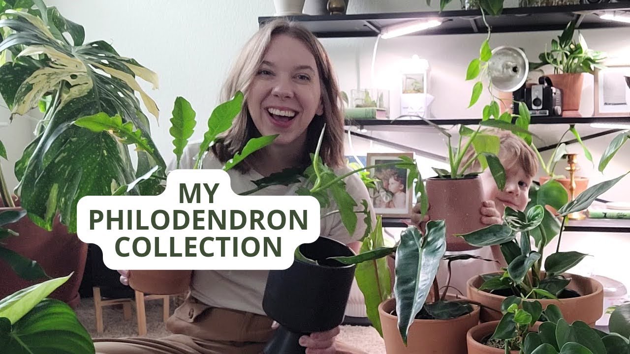 A Tour of my Philodendron Houseplant Collection