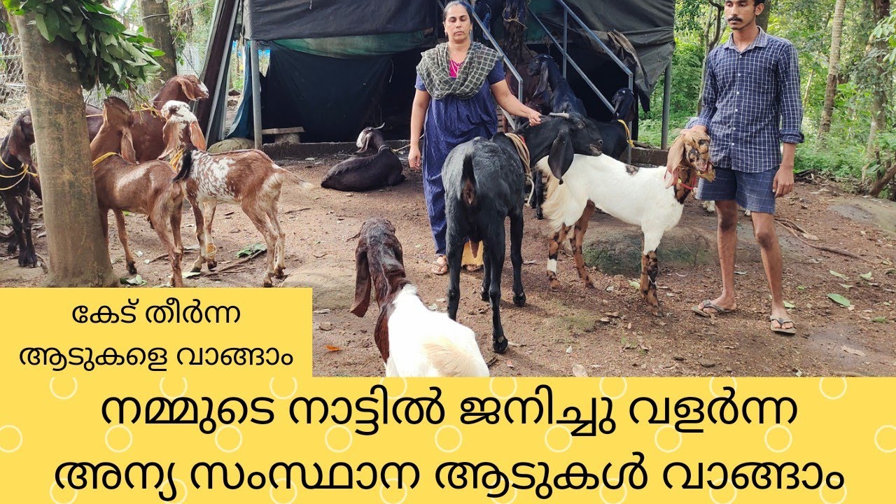 കേട് തീർന്ന ആടുകൾ വാങ്ങാം|എല്ലായിനം ആടുകളും വാങ്ങാൻ നല്ലൊരു ഫാം |Goat farming Kerala|Goat sale