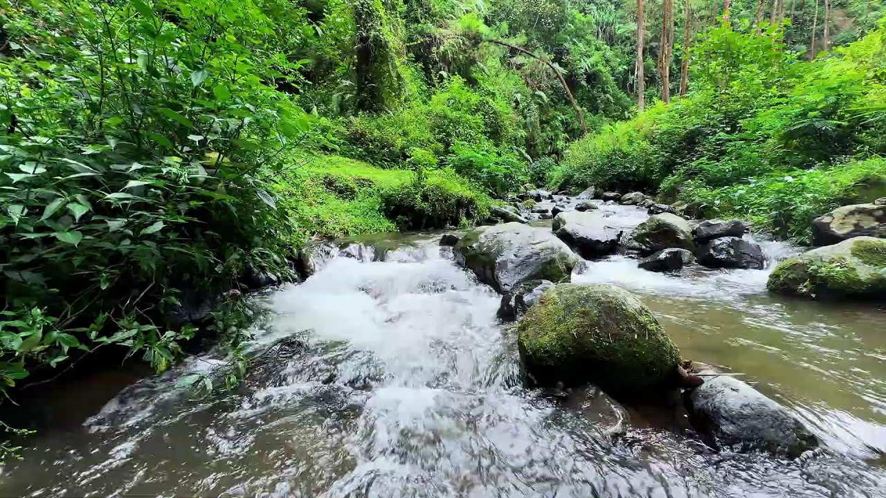 Hold onto calm with peaceful river ambience along soft forest water stabilizing deep sleep
