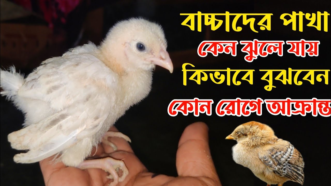 মুরগির বাচ্চাদের পাখা ঝুলে মারা যাওয়ার কারণ ও চিকিৎসা || Nur  Bhai
