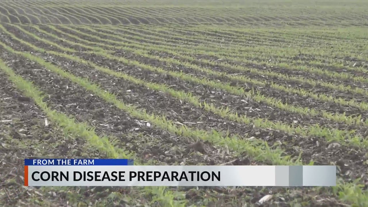 From the Farm: Preparing for corn disease