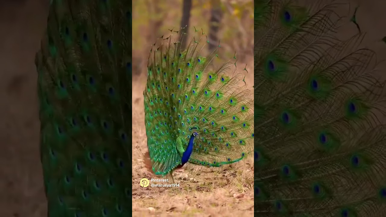Wow beautiful colorful peecok