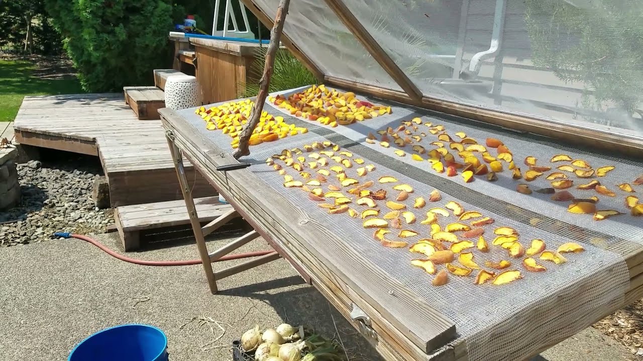 Sun Drying Peaches