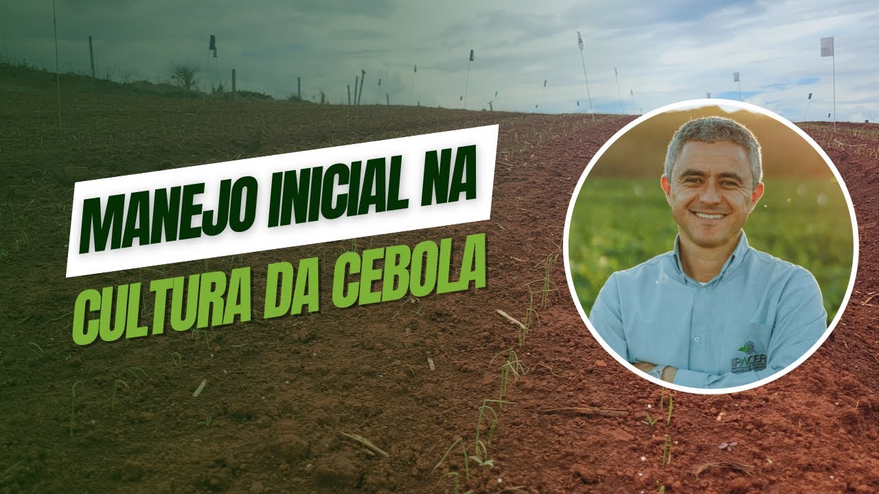 Manejo inicial na cultura da cebola