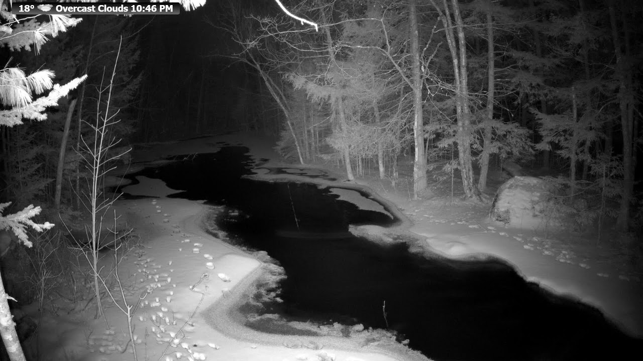 Live wildlife stream from the McCaslin Brook in the Nicolet National Forest