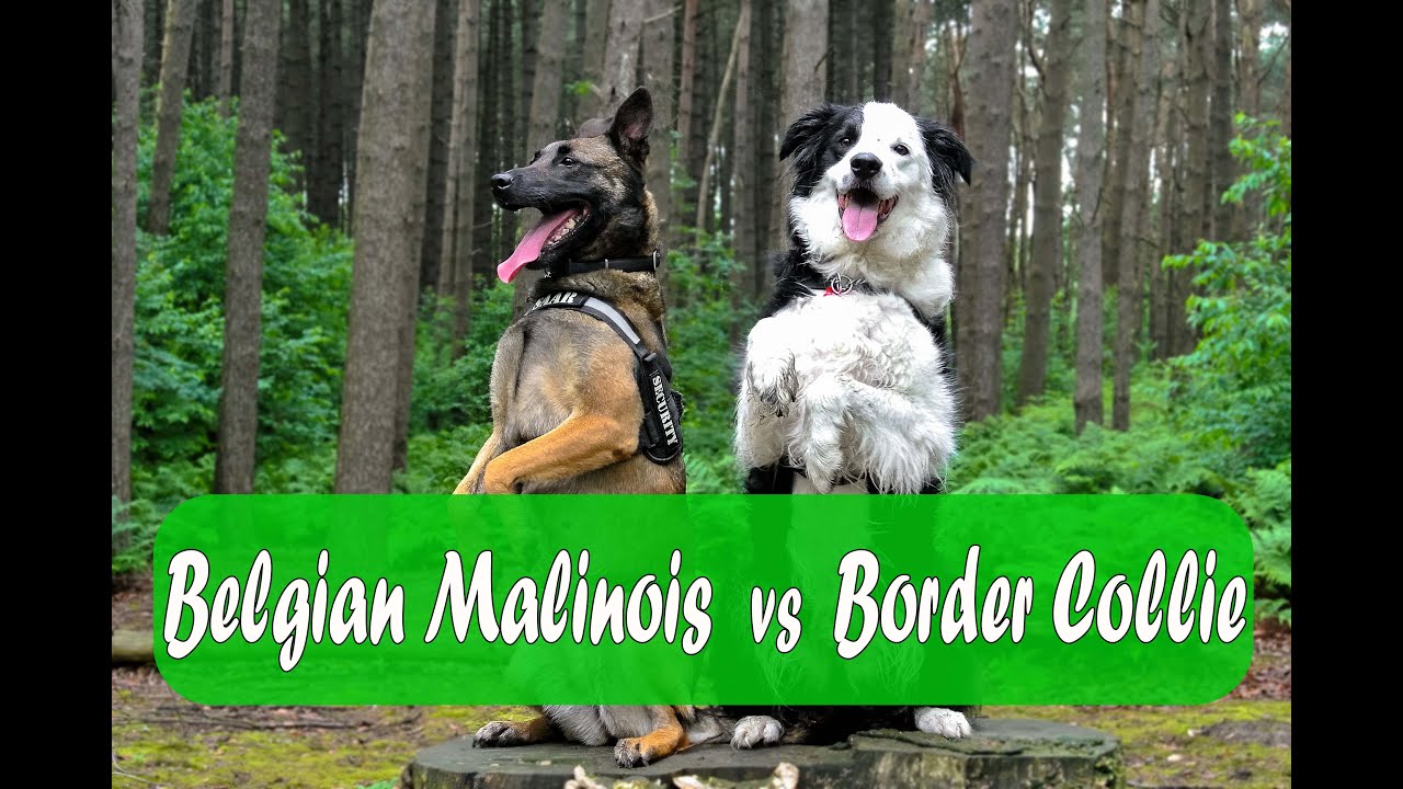 Belgian Malinois vs Border Collie