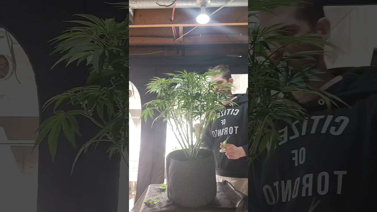Week 3  flower defoliation tutorial