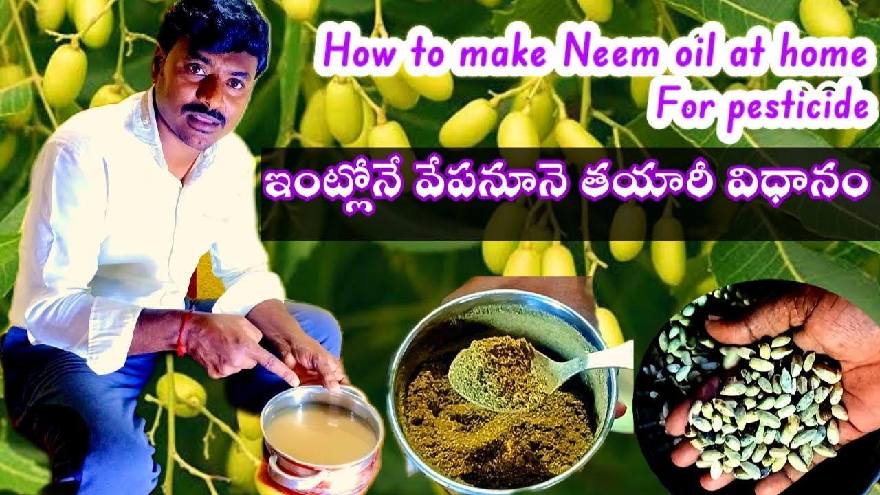 ఇంట్లోనే వేపనూనే తయారీవిధానం | How to make Neem oil at Home | Neem Oil for Crops and Gardens