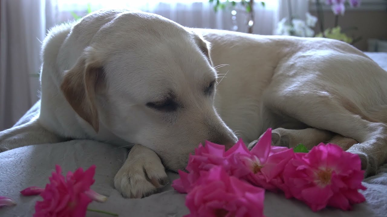 Painting a Yellow Labrador in Acrylics | Blonnie ❤🐕 | Dog Acrylic Painting
