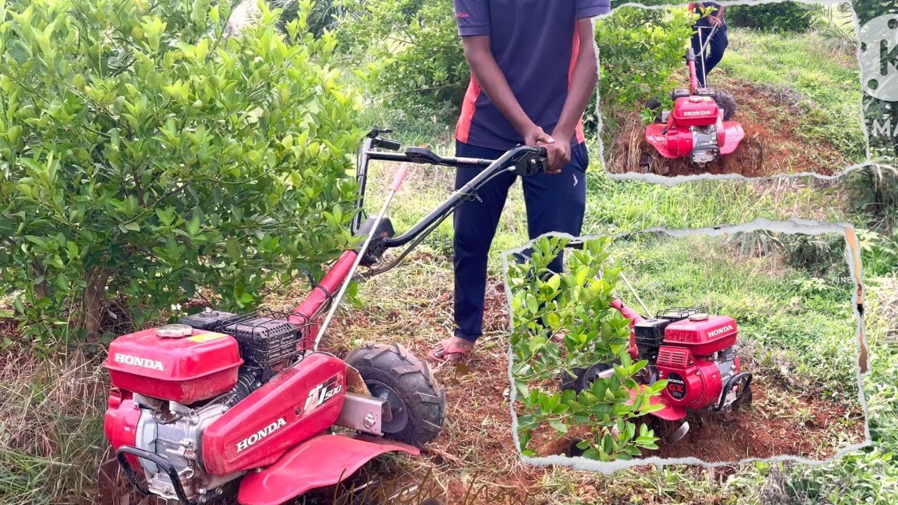HONDA FJ500 POWERWEEDER IN LEMON GARDEN|హోండా fj500 పవర్ వీడర్ నిమ్మ తోటలో #honda#fj500 #powerweeder
