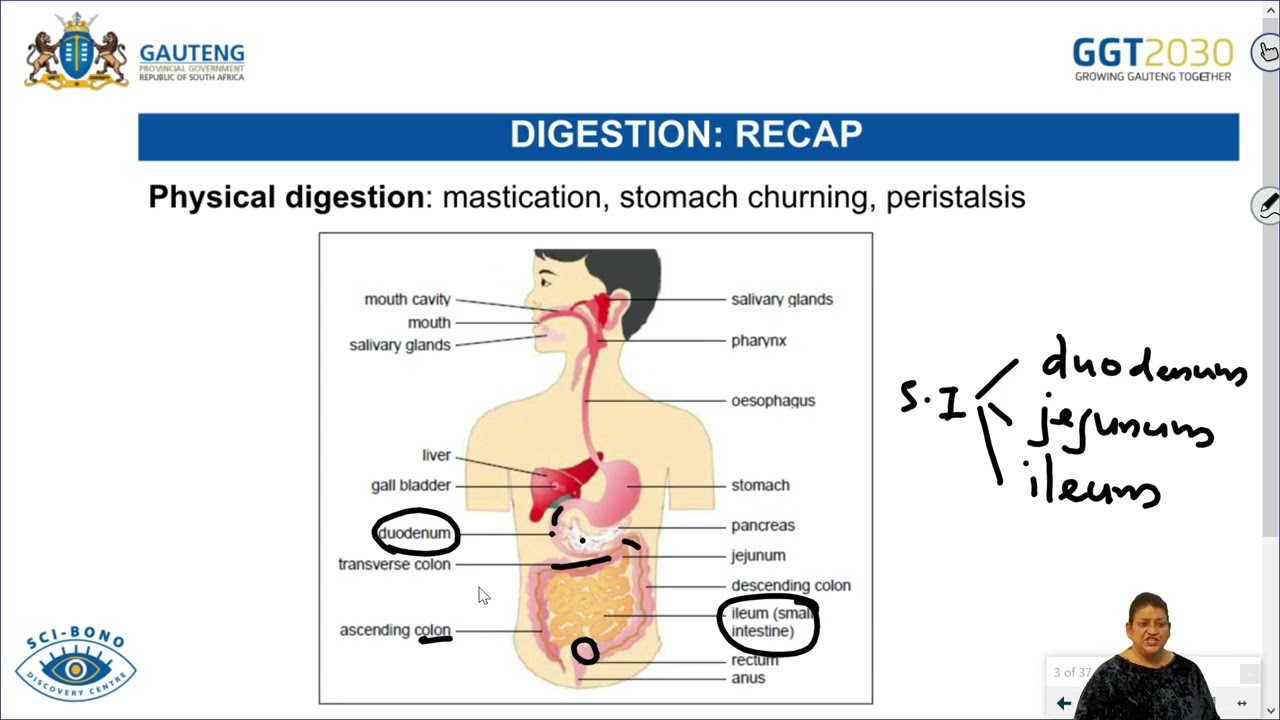 Human Nutrition ( Assimilation & Egestion) and Homeostasis - Grade 11