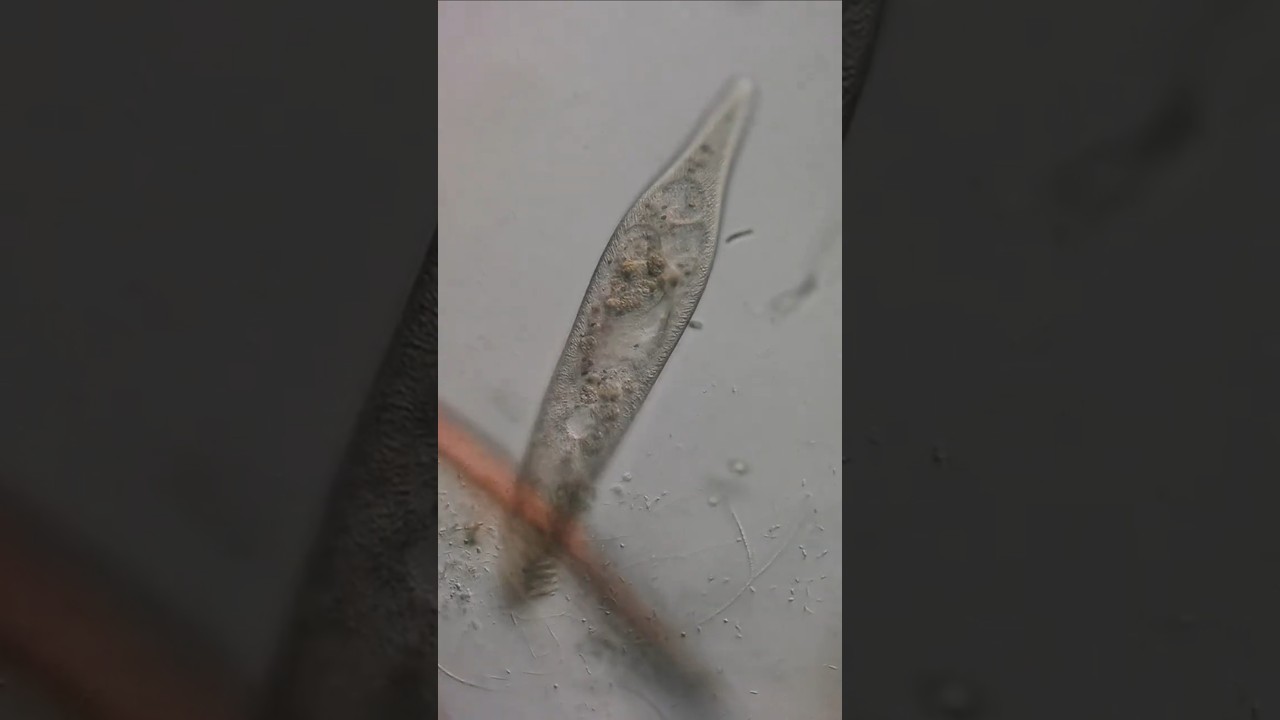 microscopy video - ciliate paramecium
