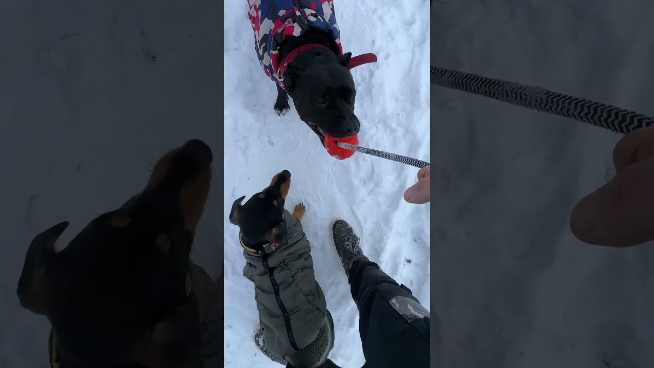 Walking with the Amstaff Ithaca and Wolf the Dachshund😉 Прогулка с амстаффом Итака и таксой Вольфом