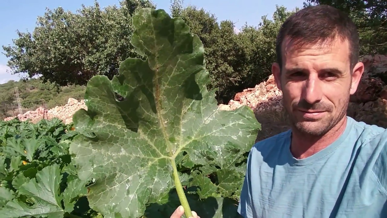לקט - איך מונעים קימחון בשיח הקישוא?