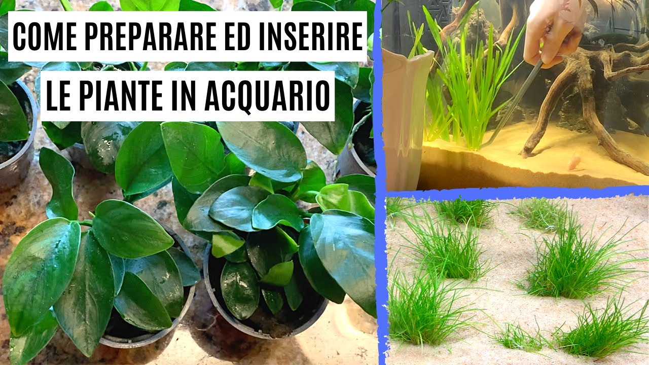 Come preparare ed inserire le PIANTE in ACQUARIO 🌱 + Unboxing