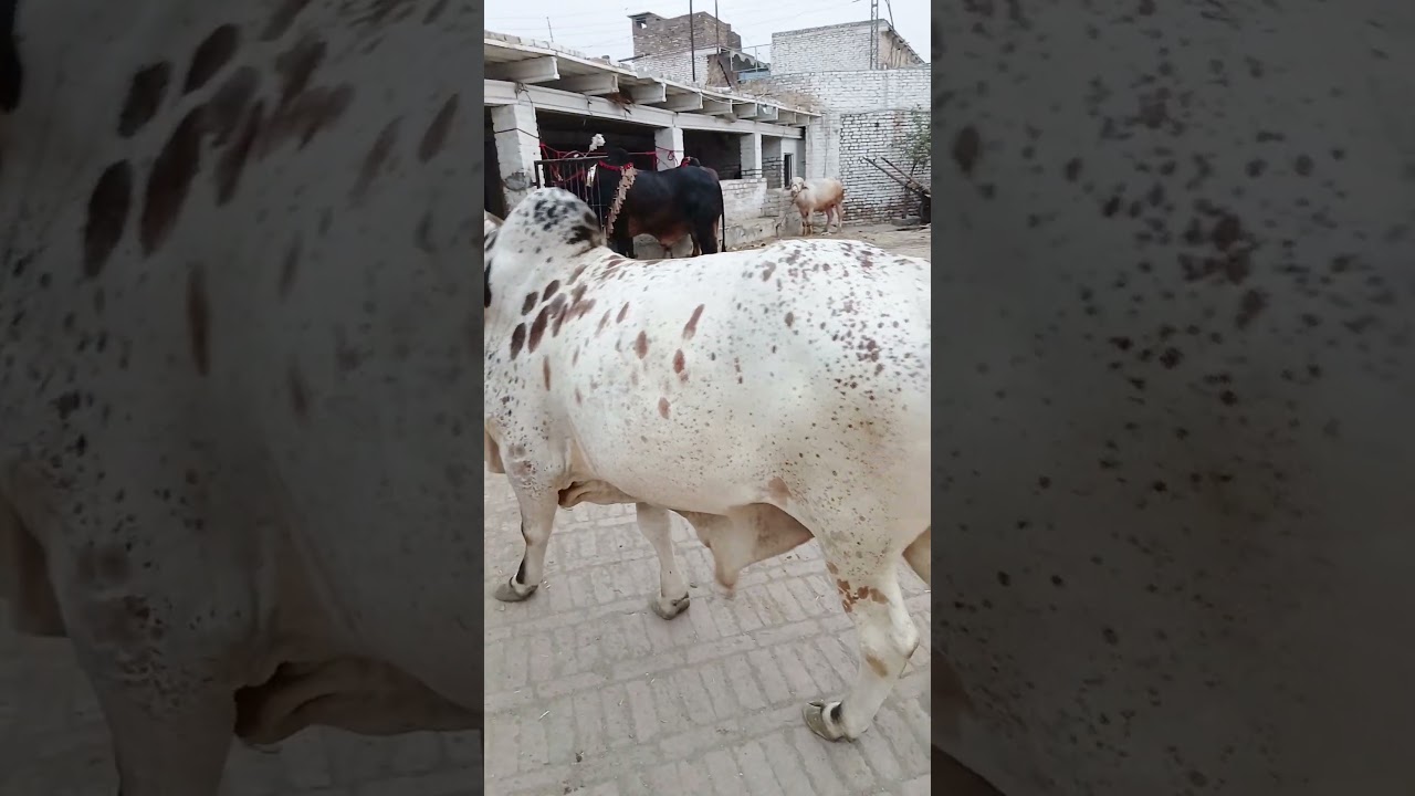 Ring Road Mandi Peshawar | Fresh Updates | 450 demand | 🐮🐄