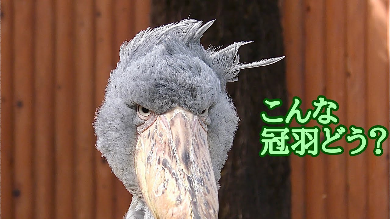 ハシビロコウ　ふたばちゃん　冠羽が横に流れています【掛川花鳥園】Shoebill Futaba-chan Kakegawa Garden 