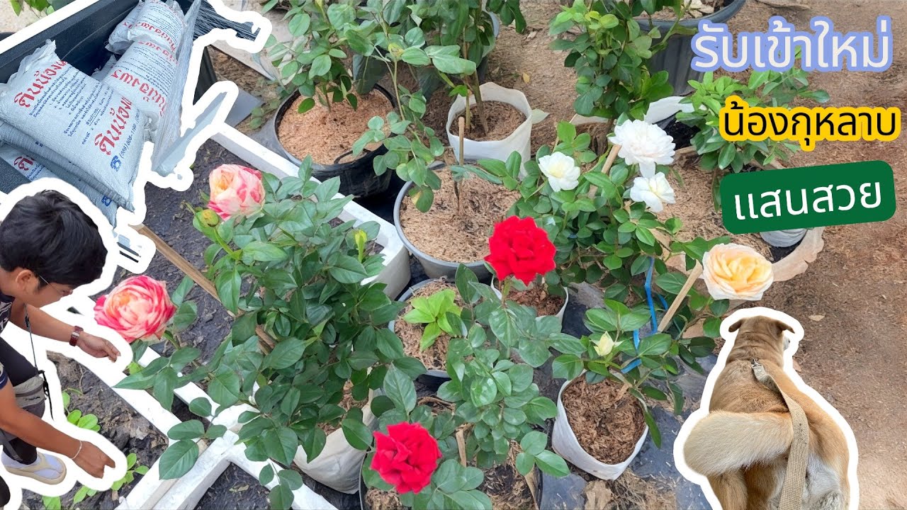 EP23 ได้น้องกุหลาบมาใหม่ ขับเลยร้านถึงกับ/ต้องถอยหลังกลับไปซื้อ.สวยจัดราคาดี