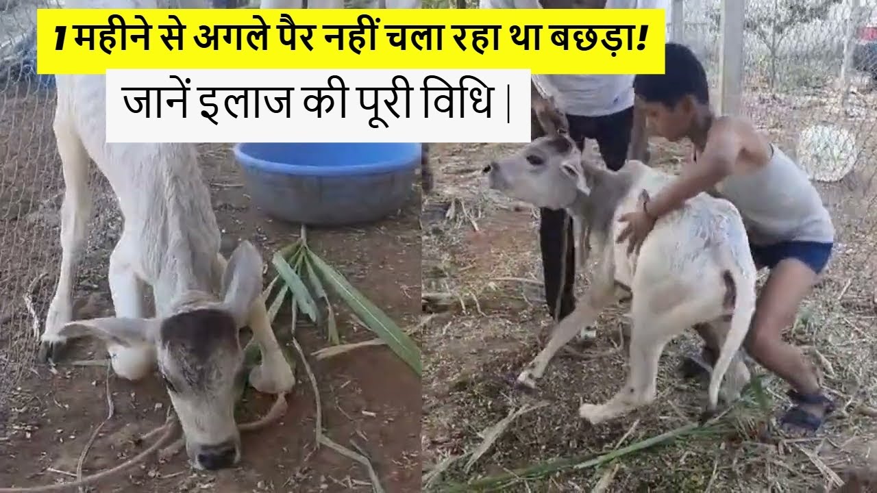 बछड़ा 1 महीने से क्यों नहीं चला? जानें इलाज की शानदार विधि | पशु चिकित्सा टिप्स