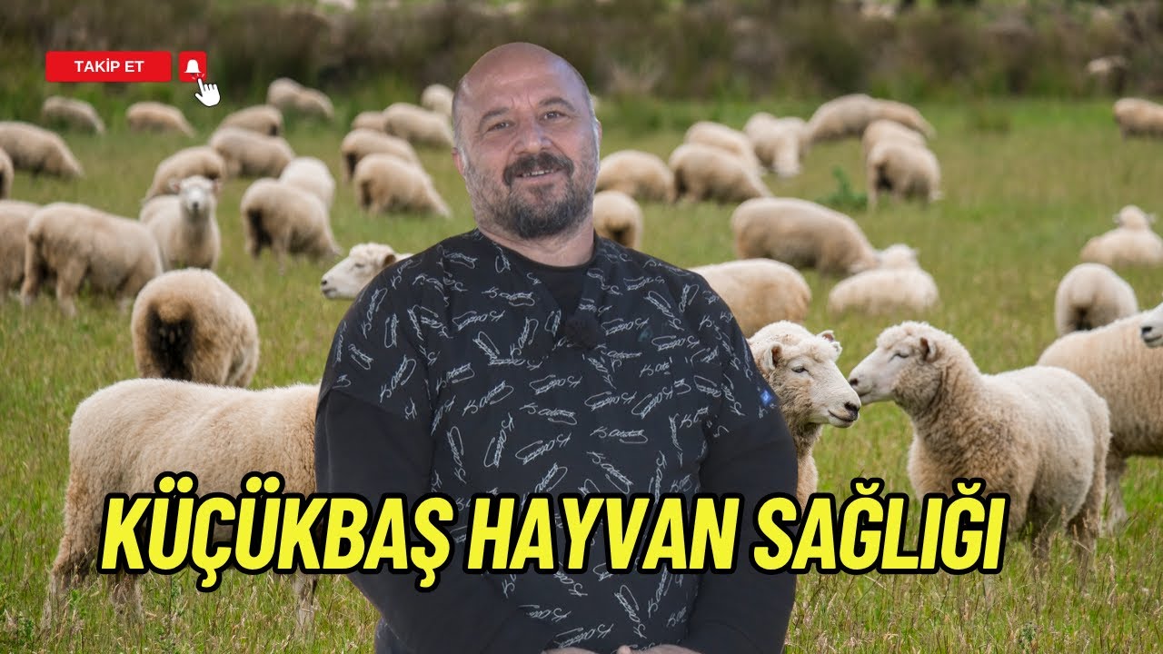 KÜÇÜKBAŞ HAYVAN SAĞLIĞI I HEKİM GÖRÜŞÜ