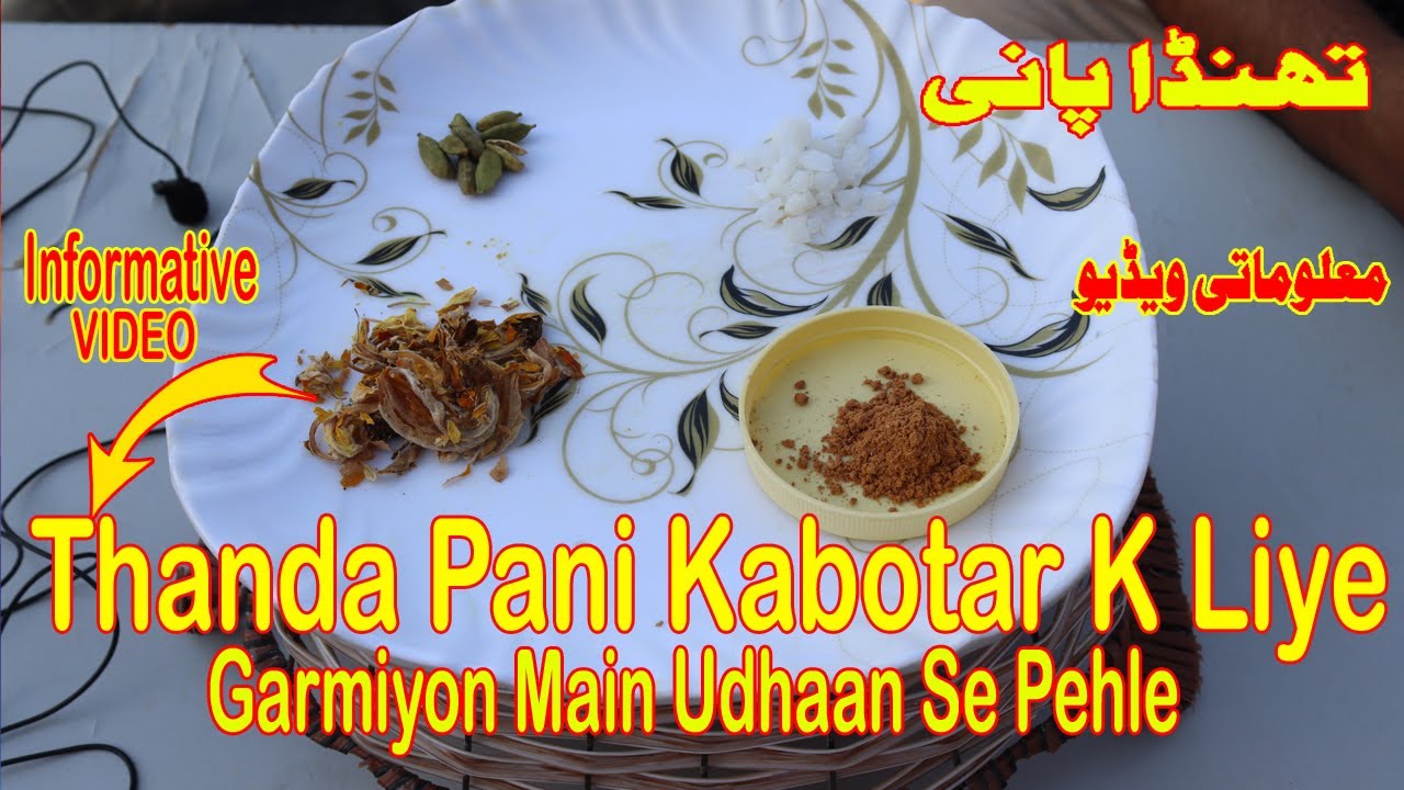 Kabotar k liye Thanda Pani Garmiyon Main|Udhaan Se Pehle|Informative Video|Tips|تھنڈا پانی|Resulted