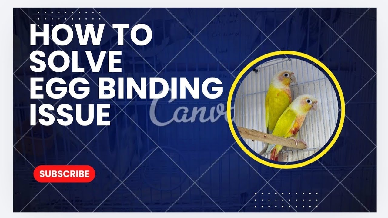 How To Solve Egg Binding Issue In Parrots Abu Zayaan Pets