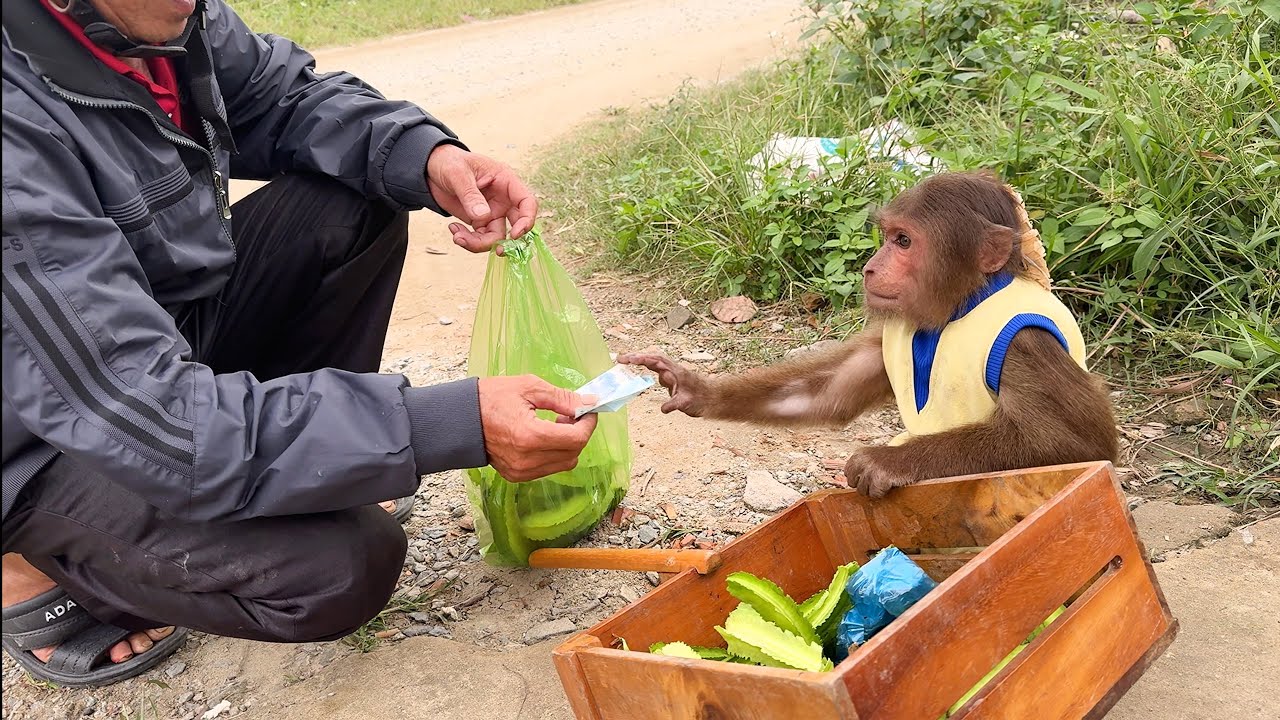 Monkey Cutis Sells Winged Beans Everywhere To Feed His Family! So Smart