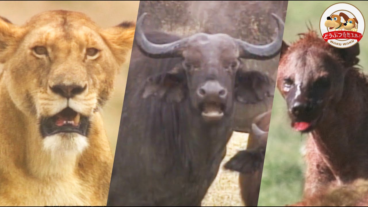 ヌーの大群の中にライオン＆ハイエナが突進！バッファローも絡んで大混乱に！そこでハイエナの狩りの流儀をみた【どうぶつ奇想天外／WAKUWAKU】