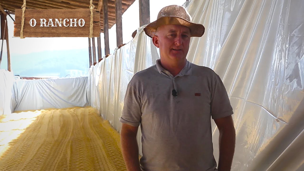 Você já ouviu falar em silagem de grão úmido para suínos?