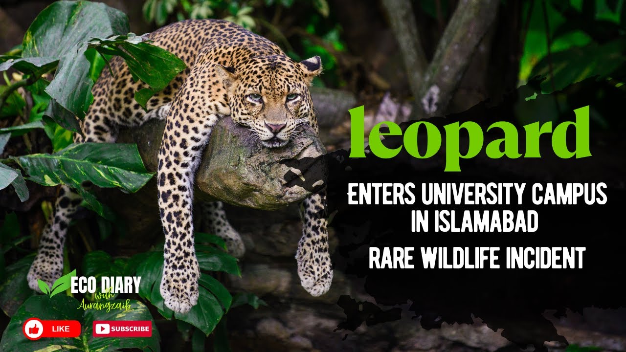 Leopard Enters University Campus in Islamabad | Rare Wildlife Incident