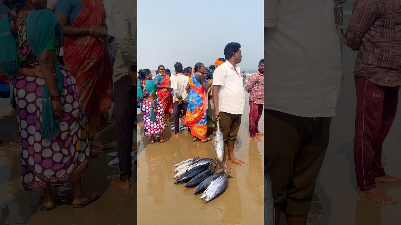 ఈరోజు వన్ డే ఫిషింగ్ లో పెడే చేపలు 🐟🎣