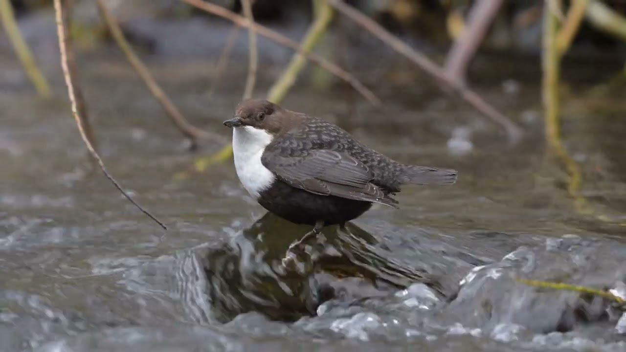 Neighbours - the Dipper and the Water Rail