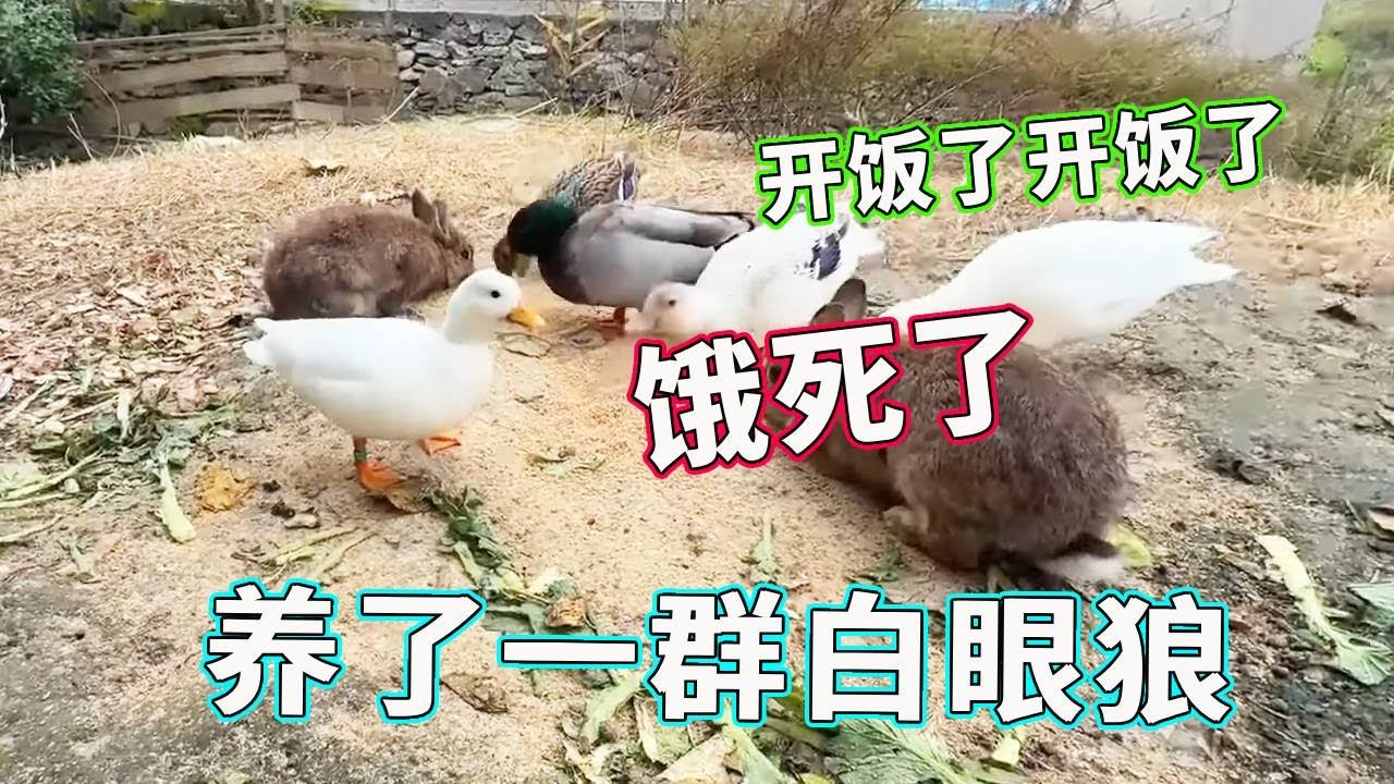 一群小家伙们到饭点就开始吵吵嚷嚷，不料每次吃饱之后就跑了，真是一群白眼狼！【天下一场梦】