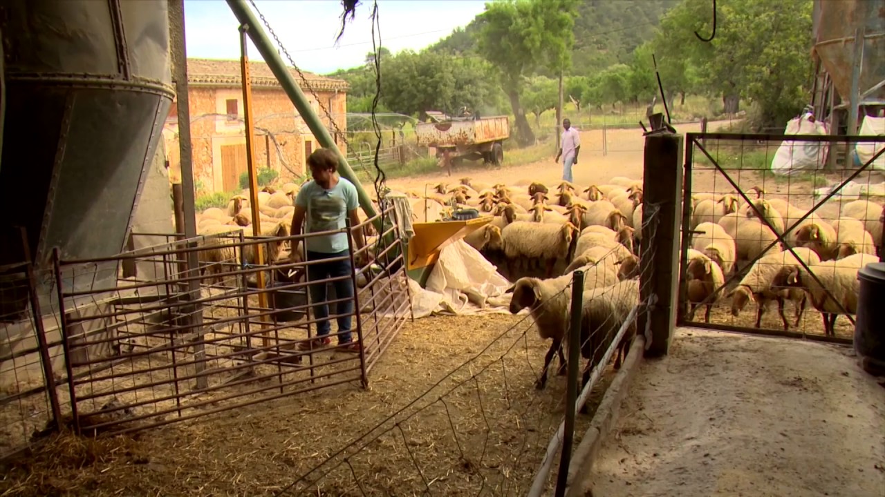 Ovella roja de Son Jover - Uep IB3